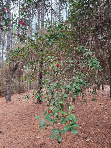 263 Wishing Trail Livingston TX 77351