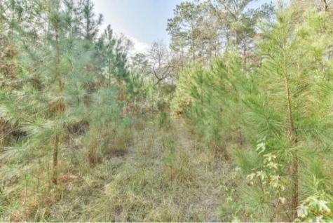 16400 E Fm 1097 Road Willis TX 77378