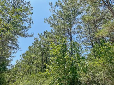 05 Creek 364e Zavalla TX 75980