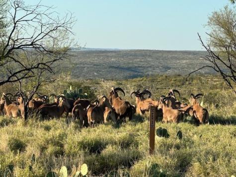 0 Comanche Trail Del Rio TX 78840