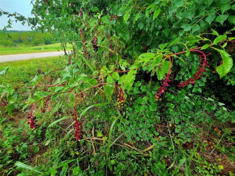 Lot 113 Shore Crest Way Athens TX 75752