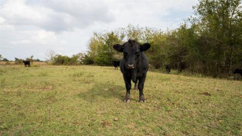 4646 Fm 2679 Road Burton TX 77835