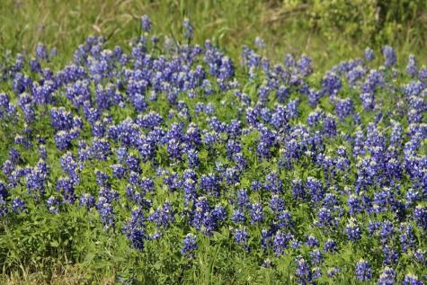 0 Wooded Reserve Court Washington TX 77880