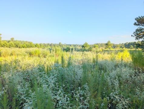 Tbd County Road 3385 Lovelady TX 75851