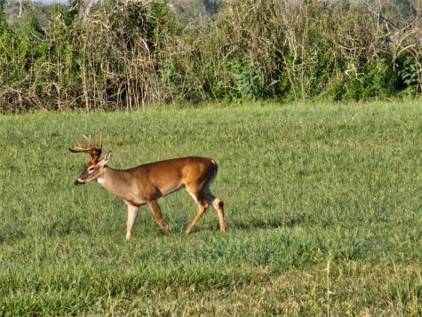 Lot 16 Wrangler Bend Angleton TX 77515
