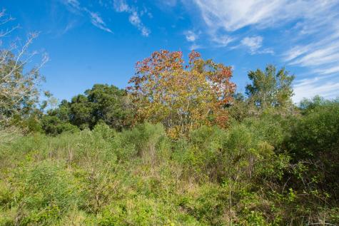 Tbd Highway 36 Jones Creek TX 77541