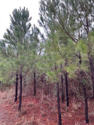 Buck Bay Private Road Off Fm1751 Bronson TX 75930