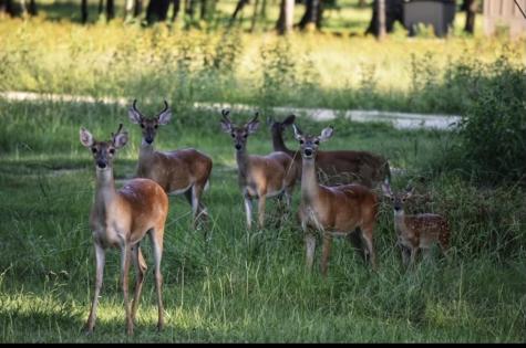 Lot 216 Jensen Drive Cleveland TX 77327