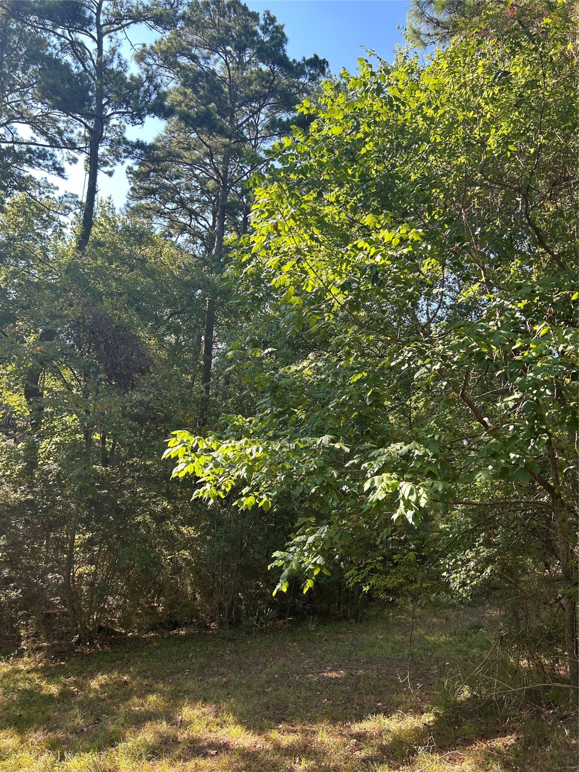 1327 Joanna Hill Livingston TX 77351