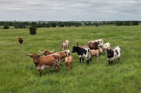 1716 Cr 469 Coupland TX 78615