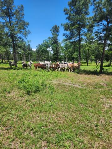 3116 State Highway 75 N Huntsville TX 77320