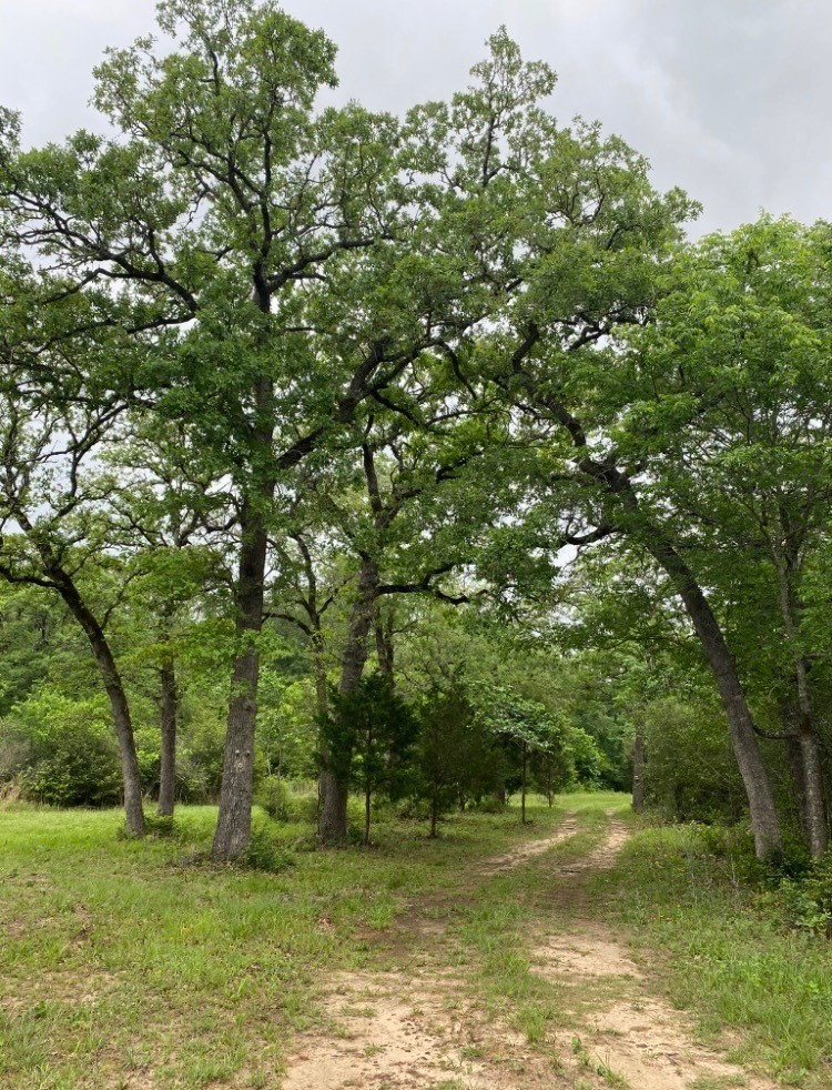 1803 Doe Run Drive Waelder TX 78959