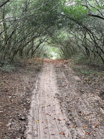 1803 Doe Run Drive Waelder TX 78959