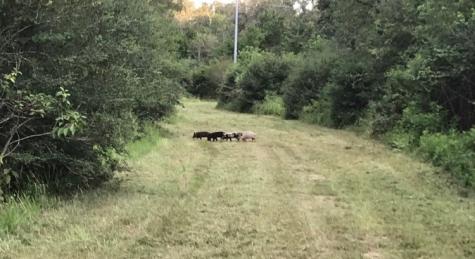 1803 Doe Run Drive Waelder TX 78959