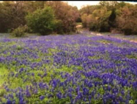 1803 Doe Run Drive Waelder TX 78959