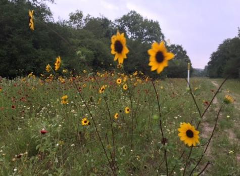 1803 Doe Run Drive Waelder TX 78959