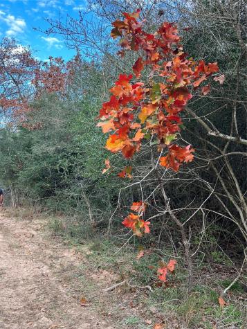 1803 Doe Run Drive Waelder TX 78959