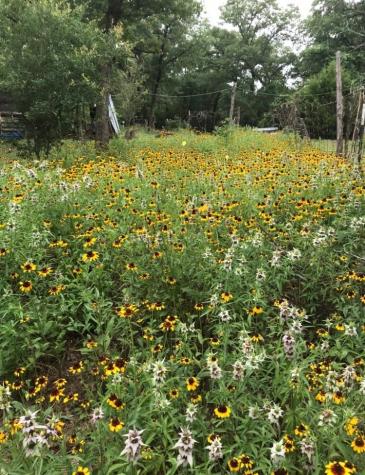 1803 Doe Run Drive Waelder TX 78959