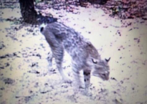 1803 Doe Run Drive Waelder TX 78959