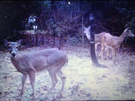1803 Doe Run Drive Waelder TX 78959