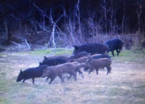 1803 Doe Run Drive Waelder TX 78959