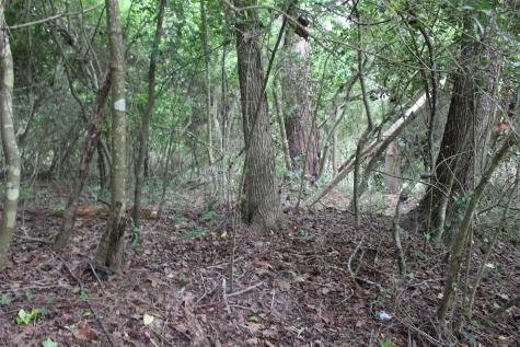 Lot 39 Tejas Trail Grapeland TX 75844