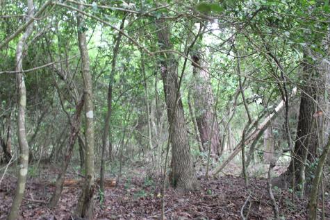 Lot 39 Tejas Trail Grapeland TX 75844