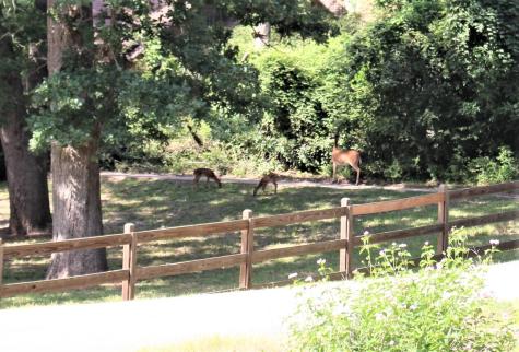 Lot 39 Tejas Trail Grapeland TX 75844