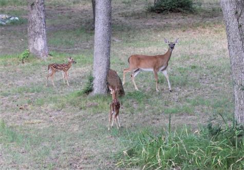 Lot 39 Tejas Trail Grapeland TX 75844
