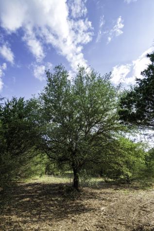 405 Vineyard View Trail - Lot 5 Carmine TX 78932