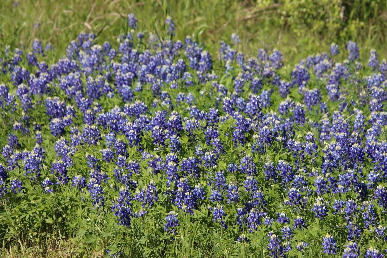000 Clear Woods Court N Washington TX 77880