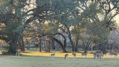 802 Comanche Trail Drive Rosharon TX 77583