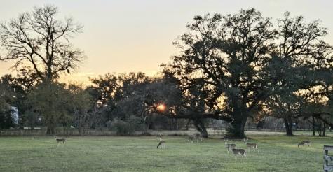 802 Comanche Trail Drive Rosharon TX 77583