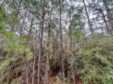 4 Rec Road 255 Colmesneil TX 75938