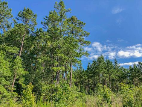 000 Creek 367/cr 368 Zavalla TX 75980
