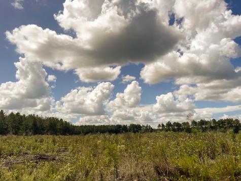 000 Creek 367/cr 368 Zavalla TX 75980