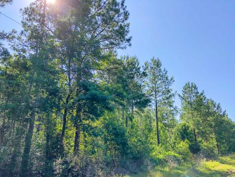 000 Creek 367/cr 368 Zavalla TX 75980