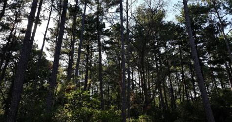 0000 Evergreen Lot 2 Fm 362 Road Waller TX 77484