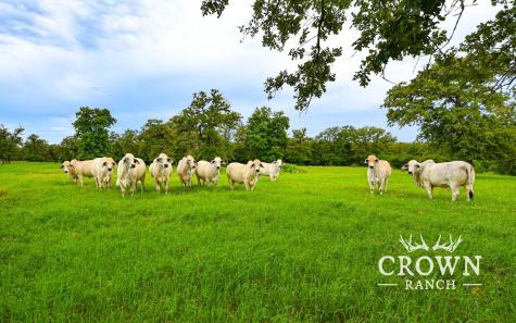 TBD Fm 908 - 657 Acres Caldwell TX 77836