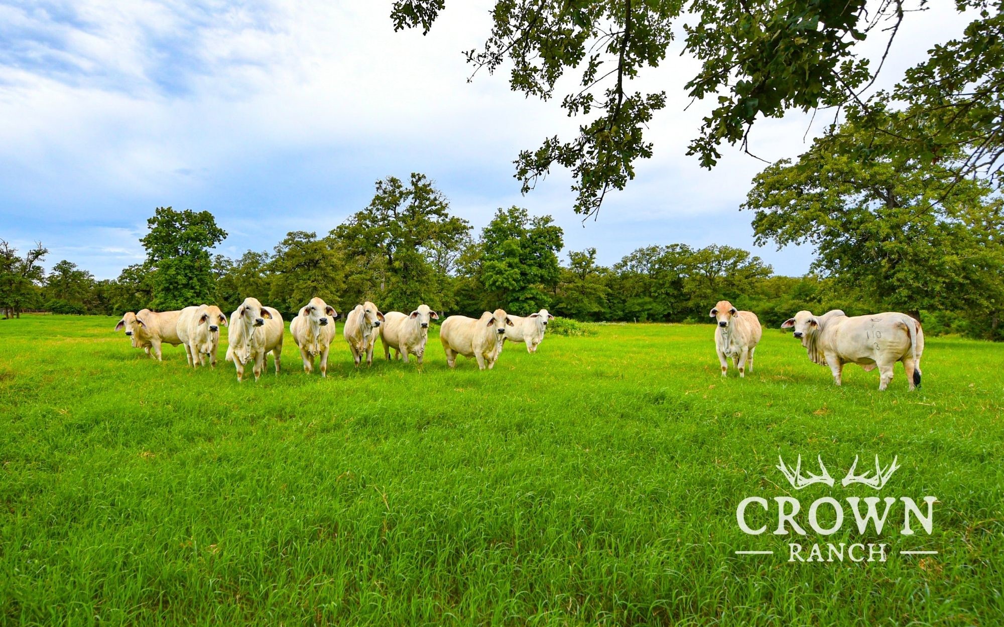 Tbd Fm 908 - 657 Acres Caldwell TX 77836