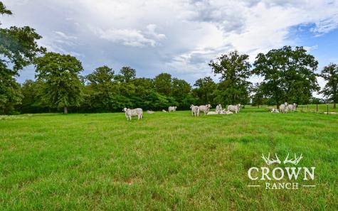Tbd Fm 908 - 657 Acres Caldwell TX 77836