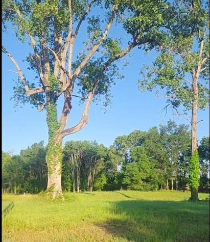 A-342 County Road 325 Oakwood TX 75855