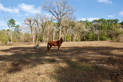 373 County Road 2125 Crockett TX 75835