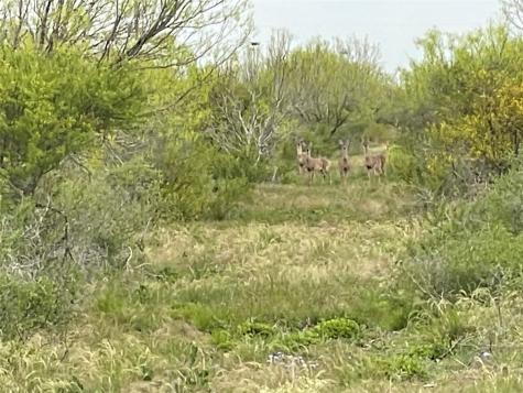 Lot 15 Pr Frio Estates Drive Moore TX 78057