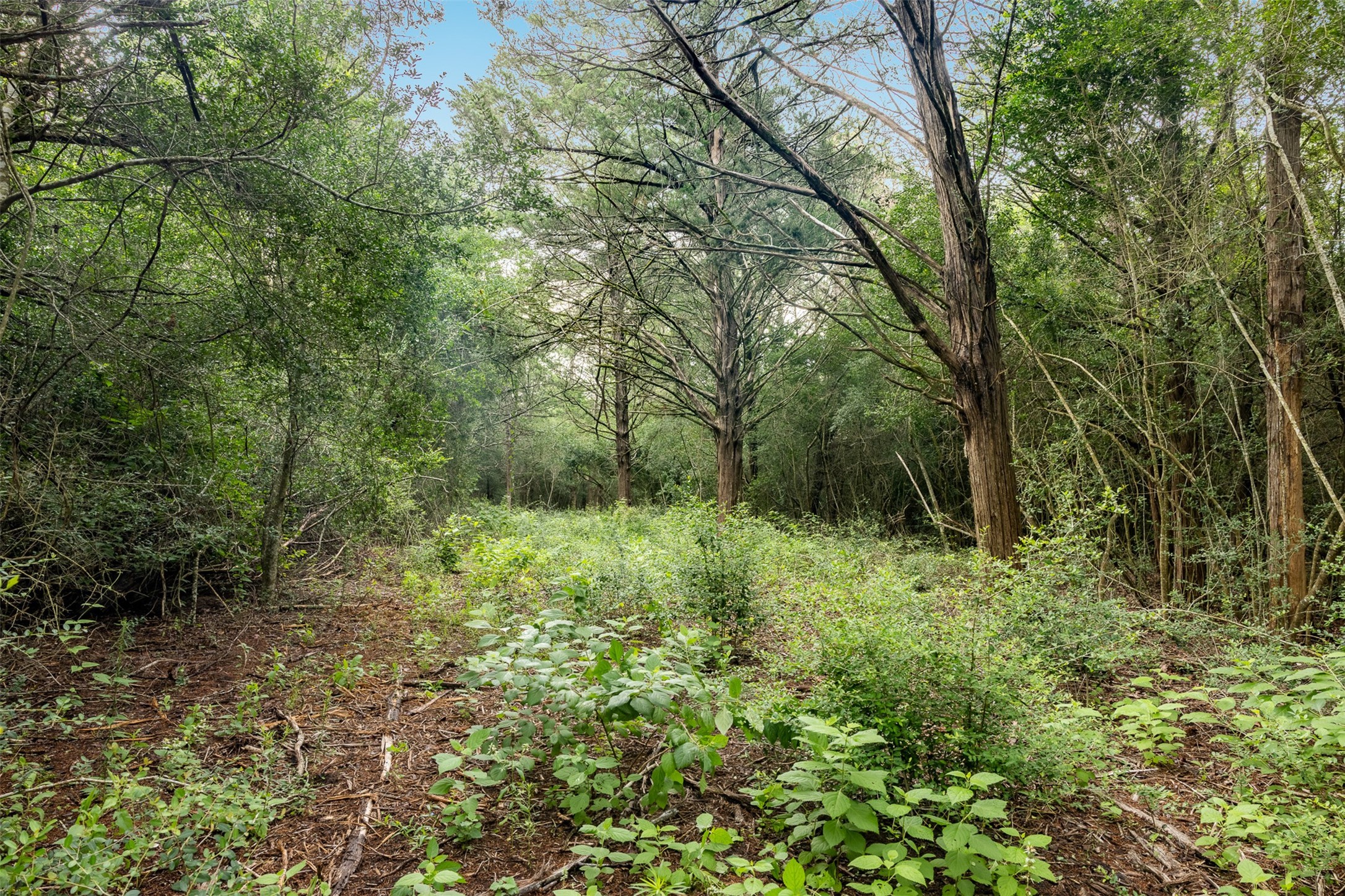 Tbd Homestead Lane Burton TX 77835