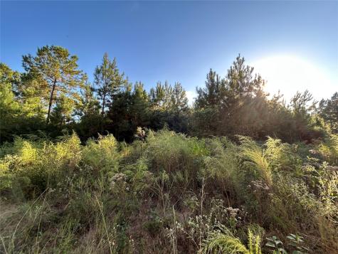 Tract 12b F M 230 Lovelady TX 77854