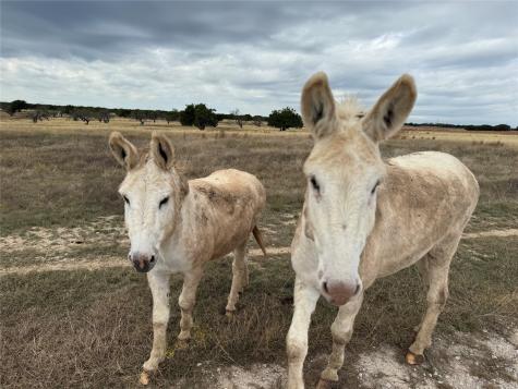 126 Acres County Road 204 Burnet TX 78611