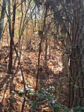 Tbd Private Road 5020 Woodville TX 75979