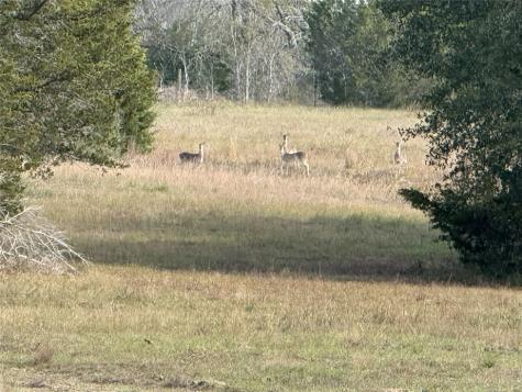 1399 Star Hill Road New Ulm TX 78950