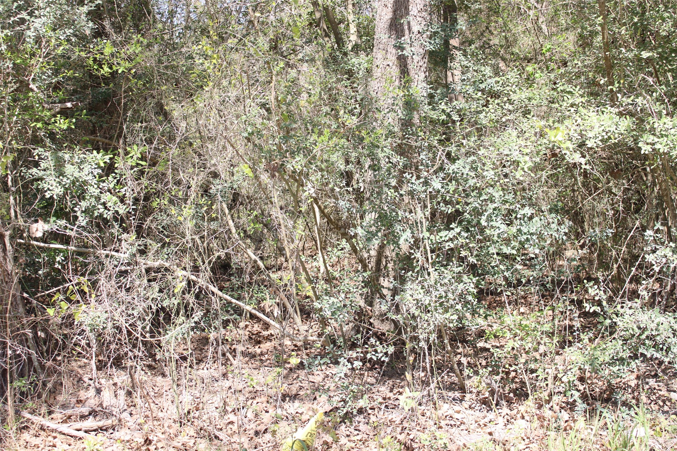 0 Knotty Pine Lane Huntsville TX 77340